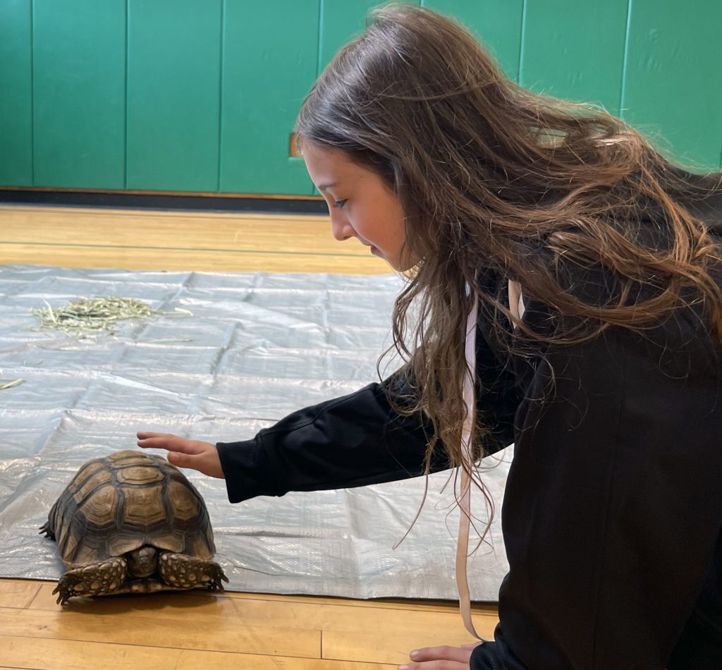 a student reaches out to touch a large turtle